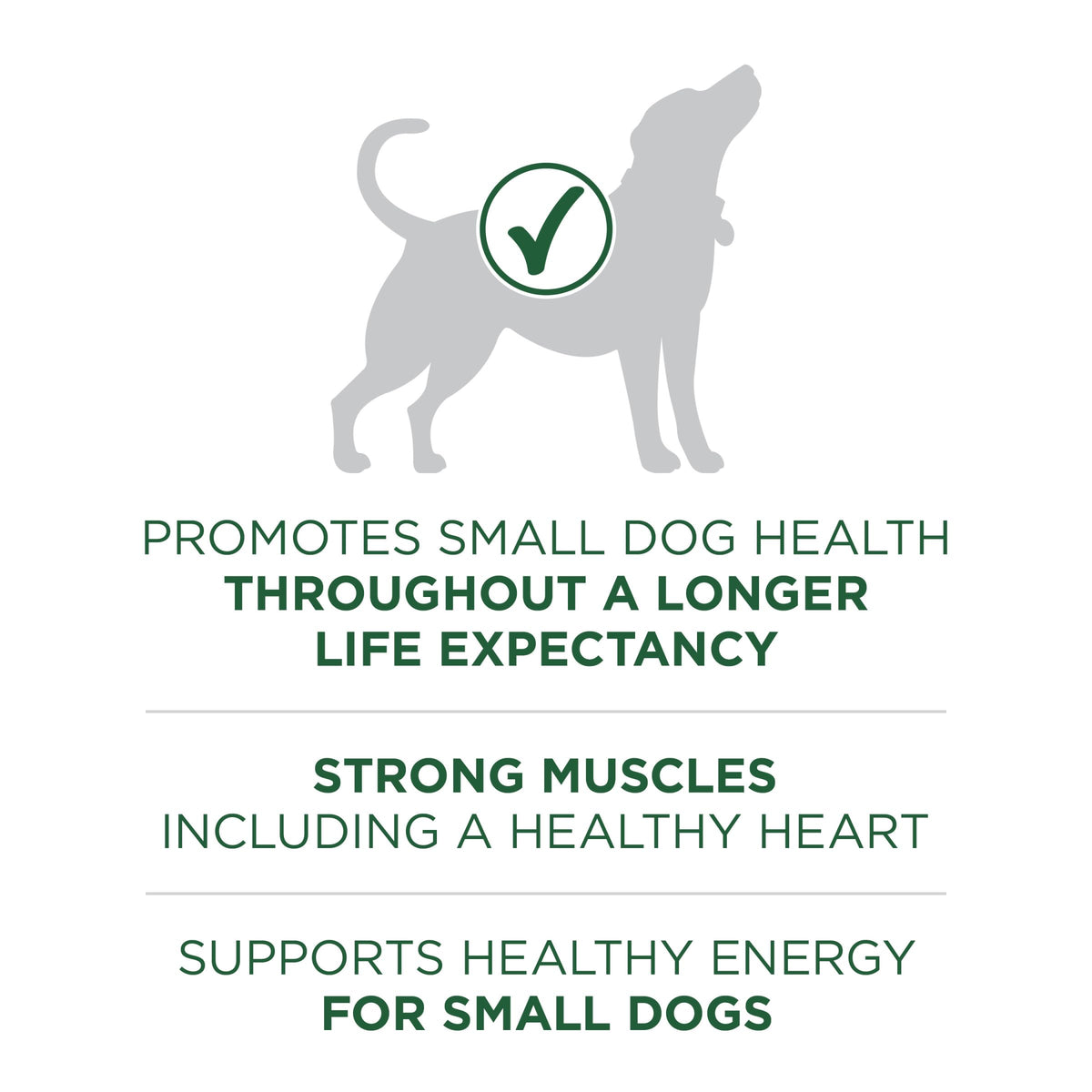 High Protein Dry Dog Food, Lamb, 7.4 lb Bag B741